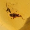 ambar insectos fosil