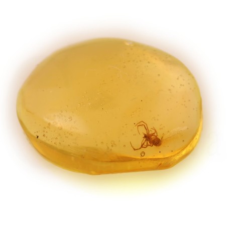 ambar insectos fosil