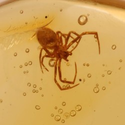 ambar insectos fosil