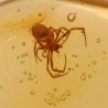 ambar insectos fosil