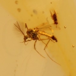 ambar insectos fosil