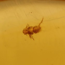 ambar insectos fosil