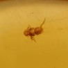 ambar insectos fosil