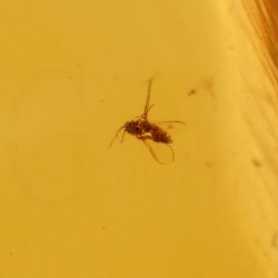 ambar insectos fosil