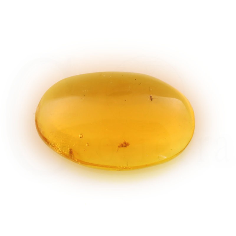 ambar insectos fosil