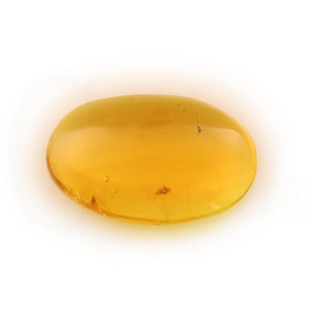 ambar insectos fosil