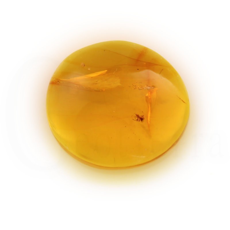 ambar insectos fosil