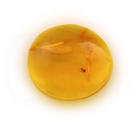 ambar insectos fosil