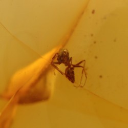 ambar insectos fosil