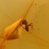 ambar insectos fosil