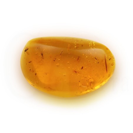 ambar insectos fosil