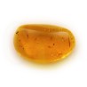 ambar insectos fosil