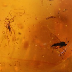 ambar insectos fosil