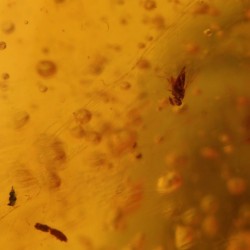 ambar insectos fosil