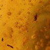 ambar insectos fosil