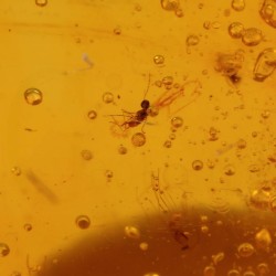 ambar insectos fosil