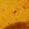 ambar insectos fosil