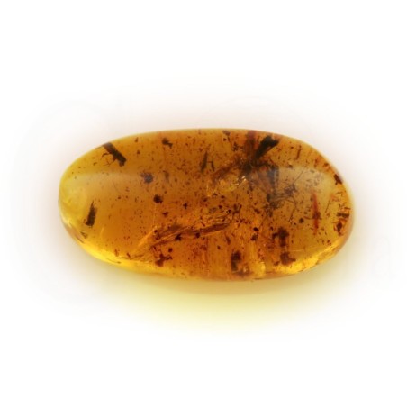 ambar insectos fosil