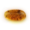 ambar insectos fosil
