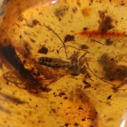 ambar insectos fosil