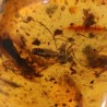 ambar insectos fosil