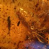 ambar insectos fosil