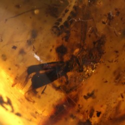 ambar insectos fosil