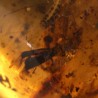 ambar insectos fosil
