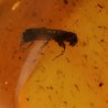 ambar insectos fosil