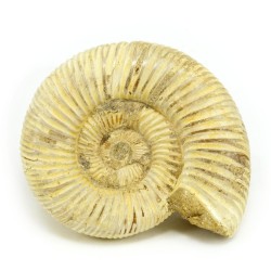 ammonites fosil