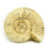 ammonites fosil