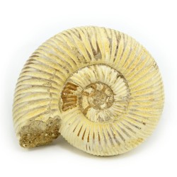 ammonites fosil
