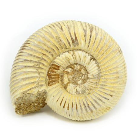 ammonites fosil