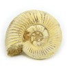 ammonites fosil