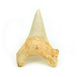 diente tiburon fosil