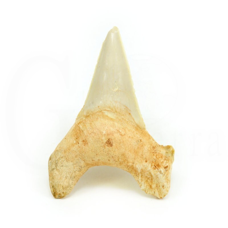 diente tiburon fosil