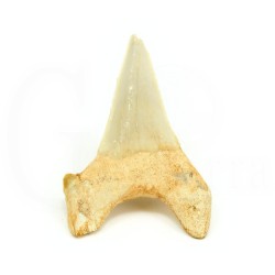 diente tiburon fosil