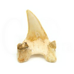 diente tiburon fosil