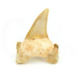 diente tiburon fosil