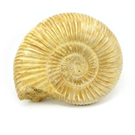 ammonites fosil