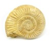 ammonites fosil