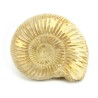 ammonites fosil