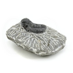 trilobites fosil