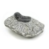 trilobites fosil