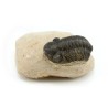 trilobites fosil