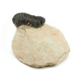 trilobites fosil