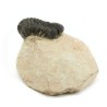 trilobites fosil